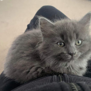 Meet your Posher, Ele_.plays-